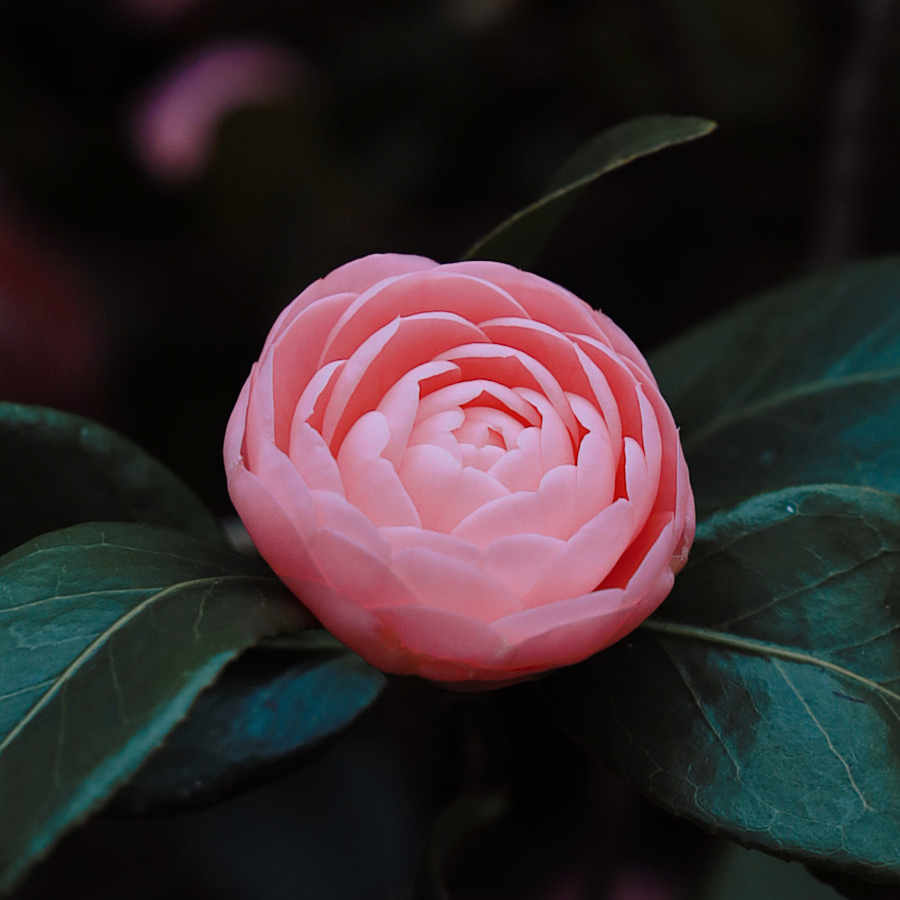 花晨月夕