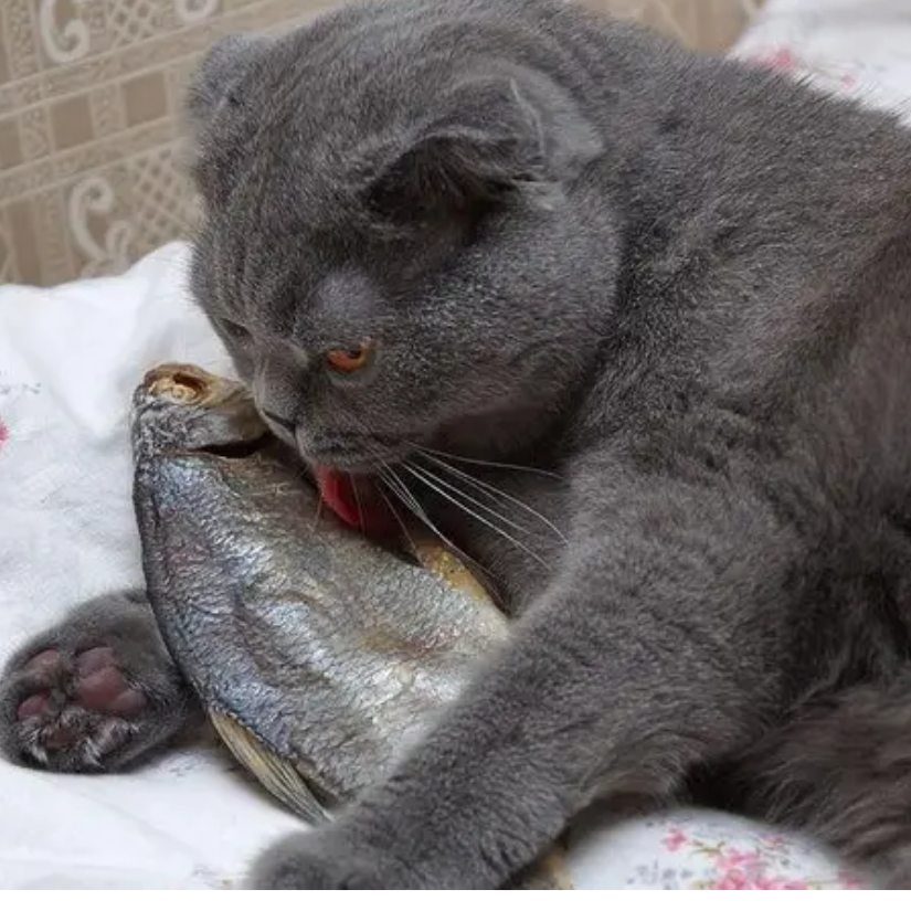 猫吃小鱼干