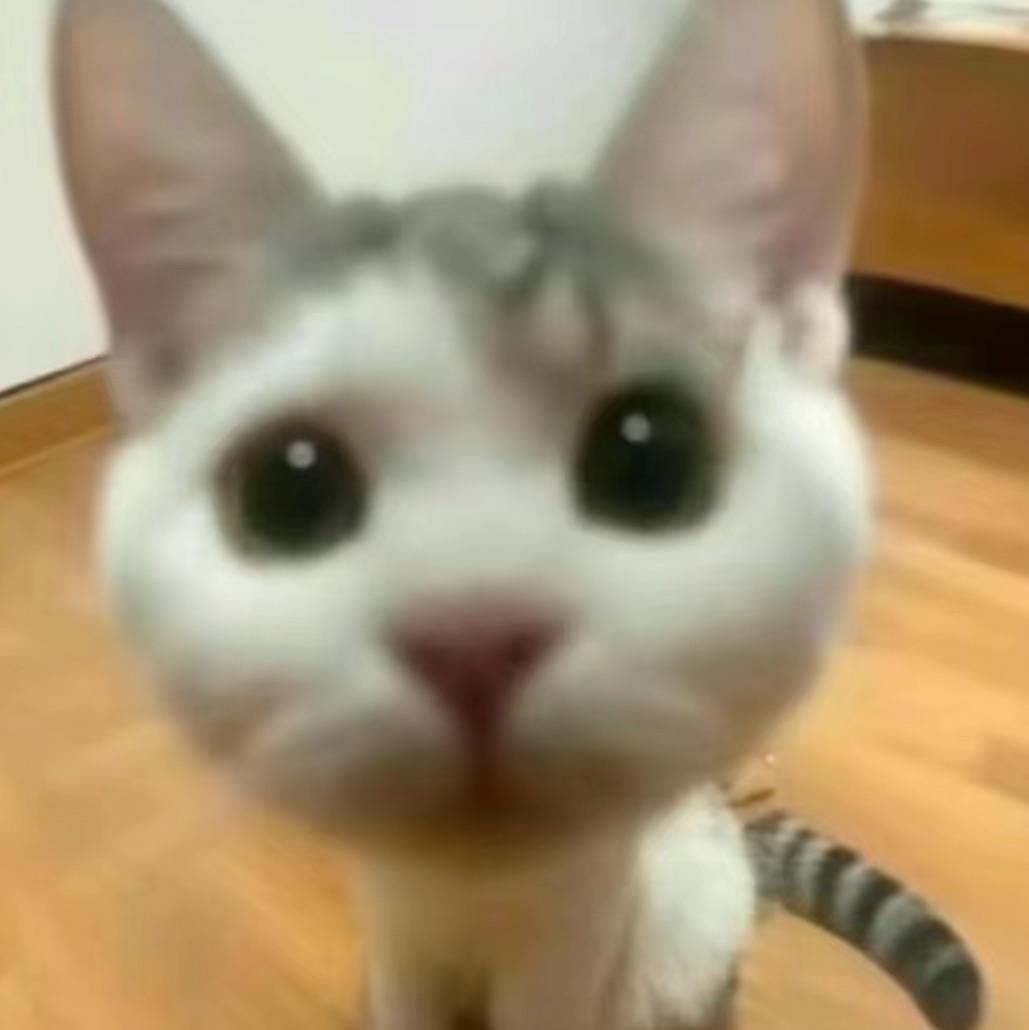 小小猫米