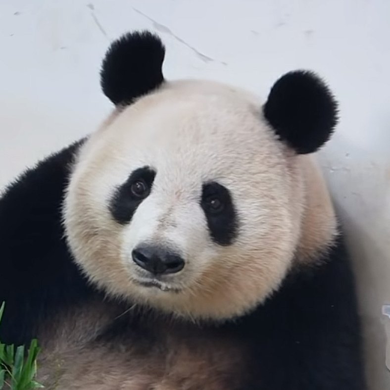 墨鱼
