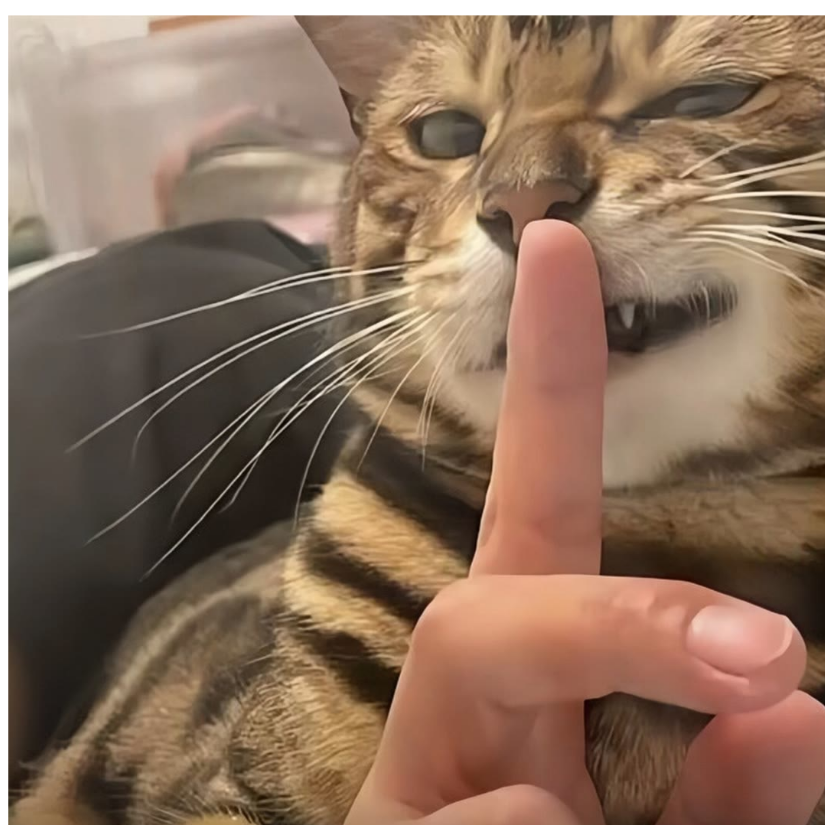 墨秋