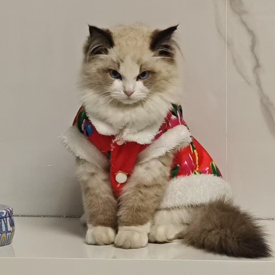 ㅤㅤㅤㅤㅤ买了猪的糖果