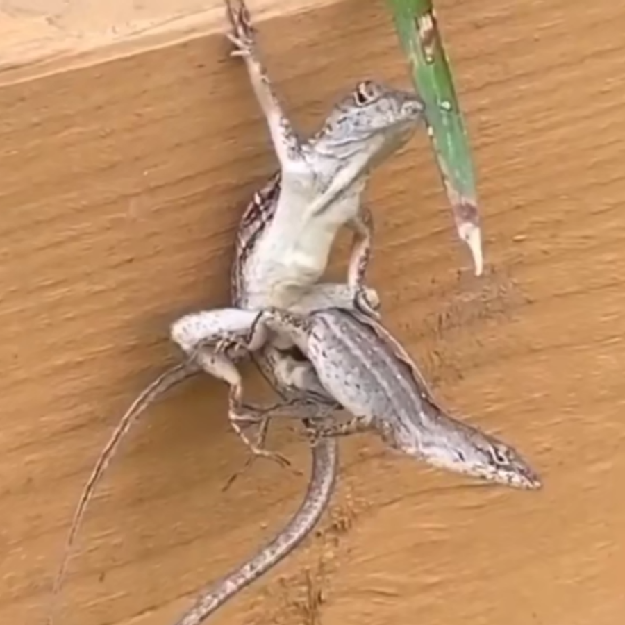 焦怡新