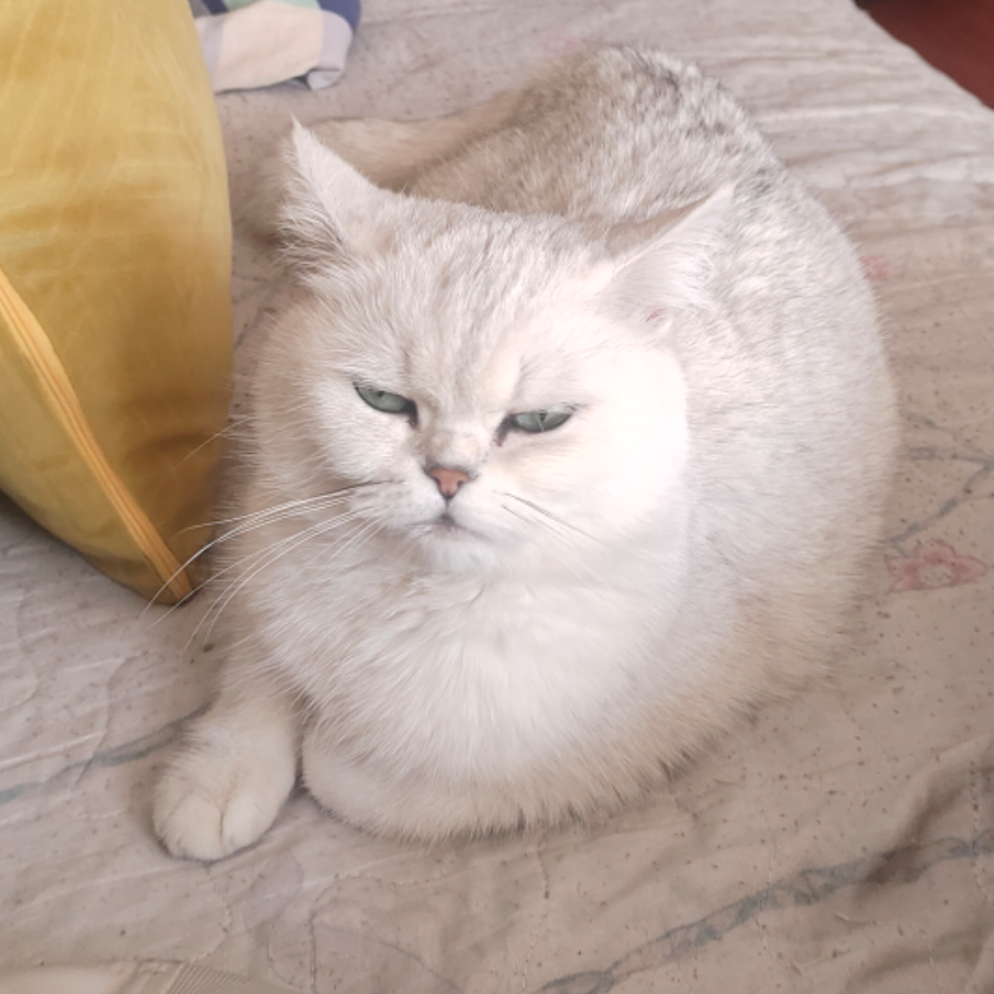 纯