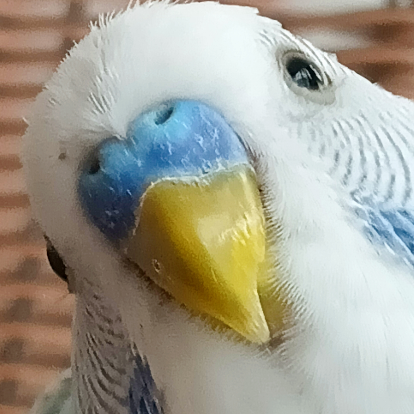 AIILIA