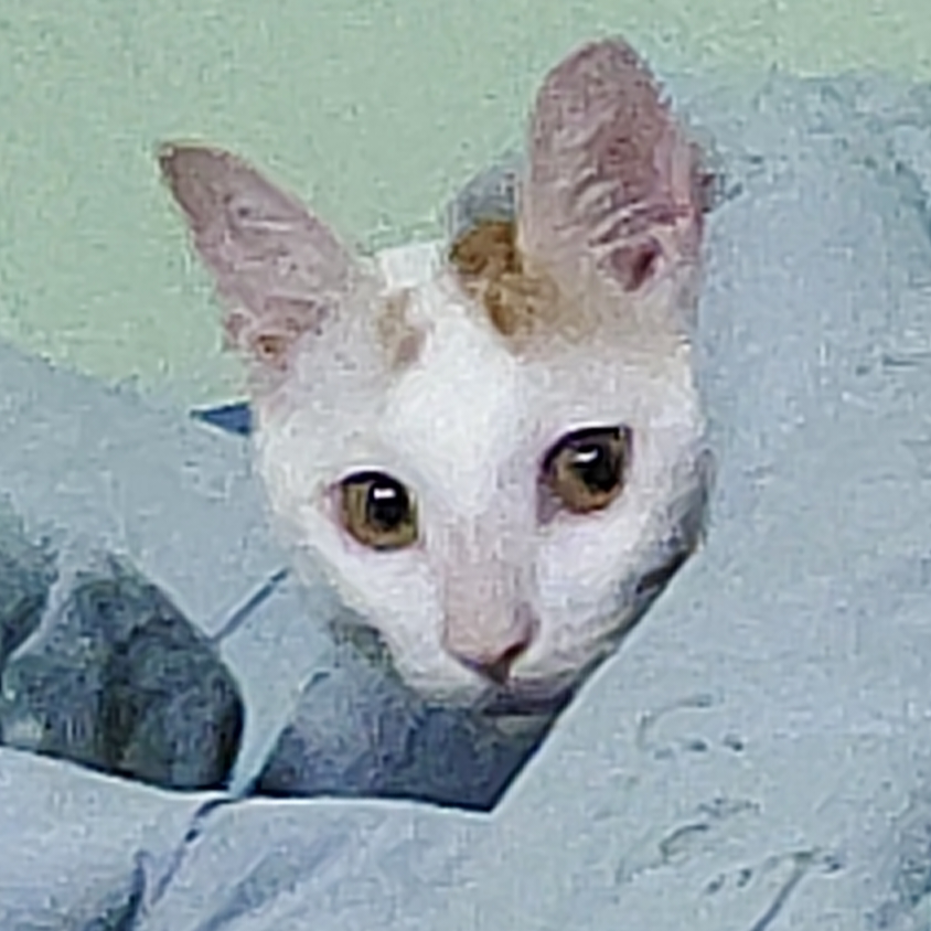 欲