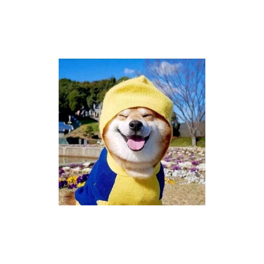 舞爱