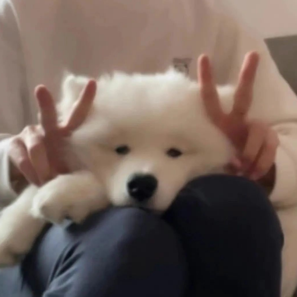 绒绒