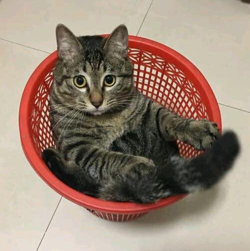 国士无双十三面