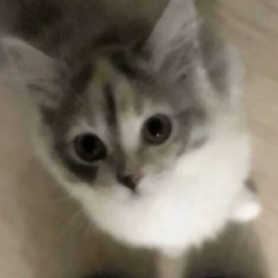 皱眉猫😭