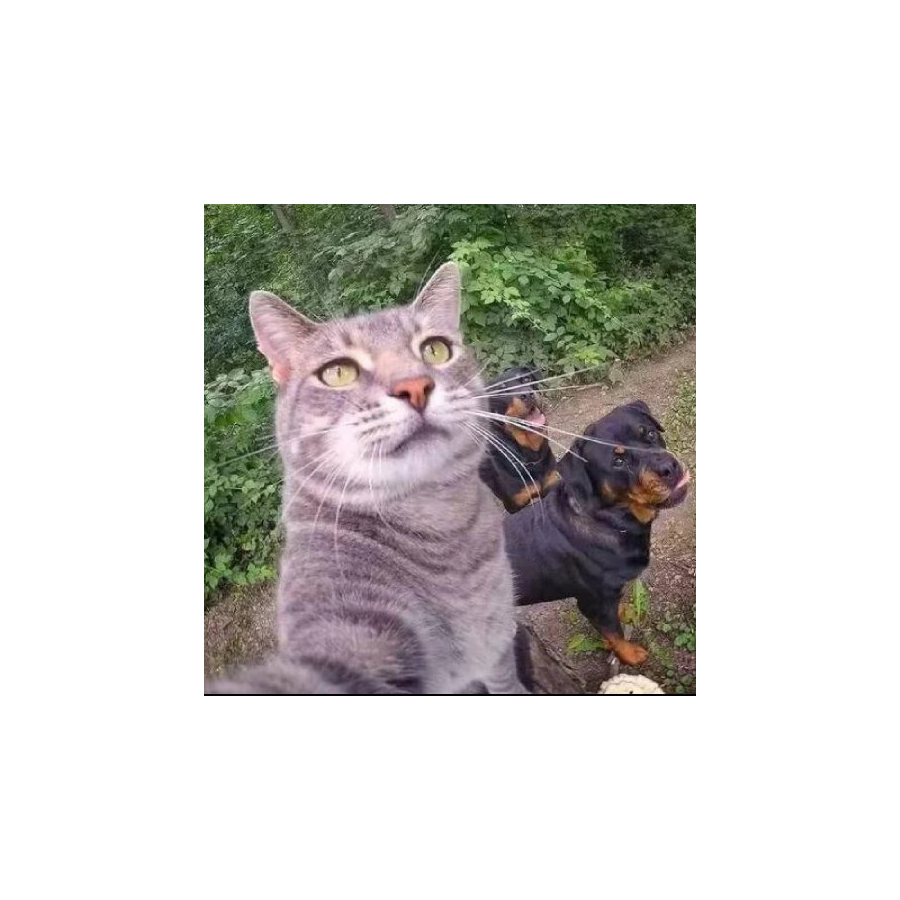 人类