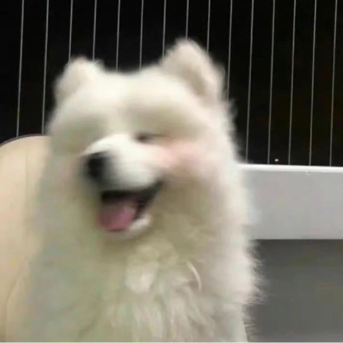 烦烦土豆子