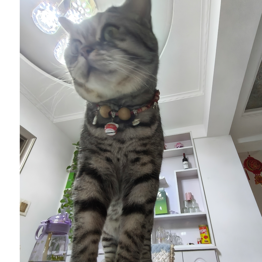 今昭