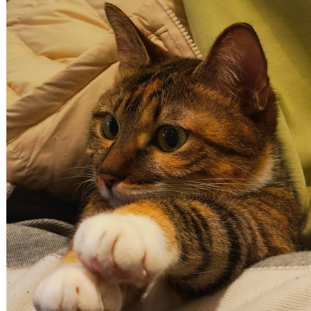 猫小猫