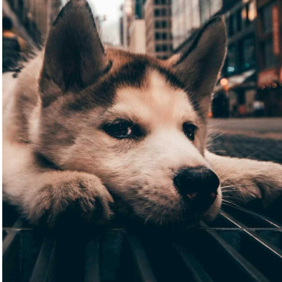 小鹿