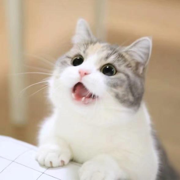 噜噜噜猫猫不恰鱼