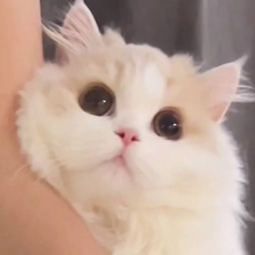 爱睡觉的椒盐虾🐾