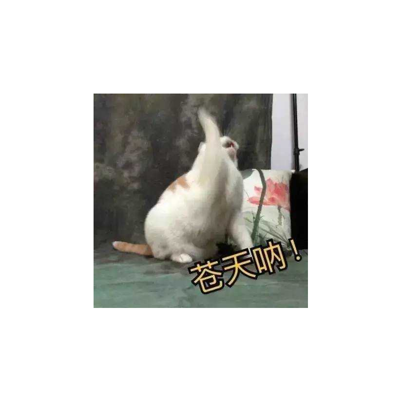 修罗之殇