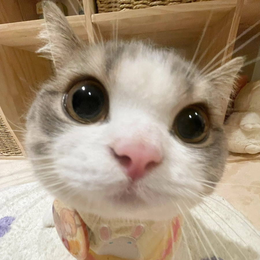 小猫爱玩游戏很正常吧