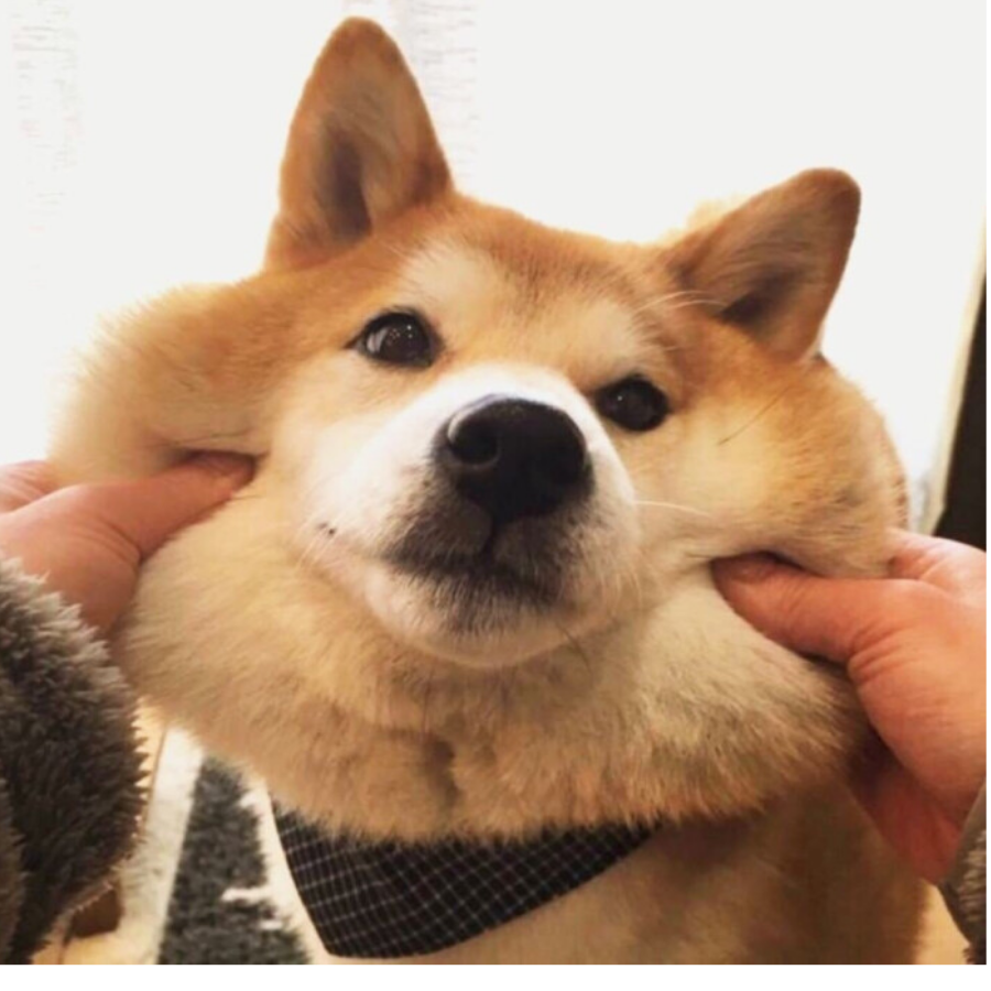 ´͈ ᵕ `͈