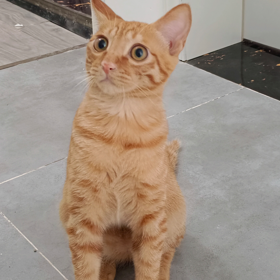 茶阿莫（可茶茶）