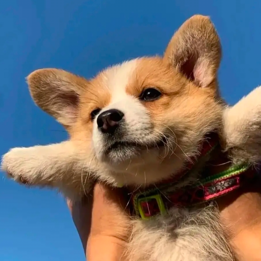 独归。