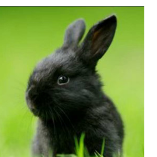 我只是一只路过的兔子