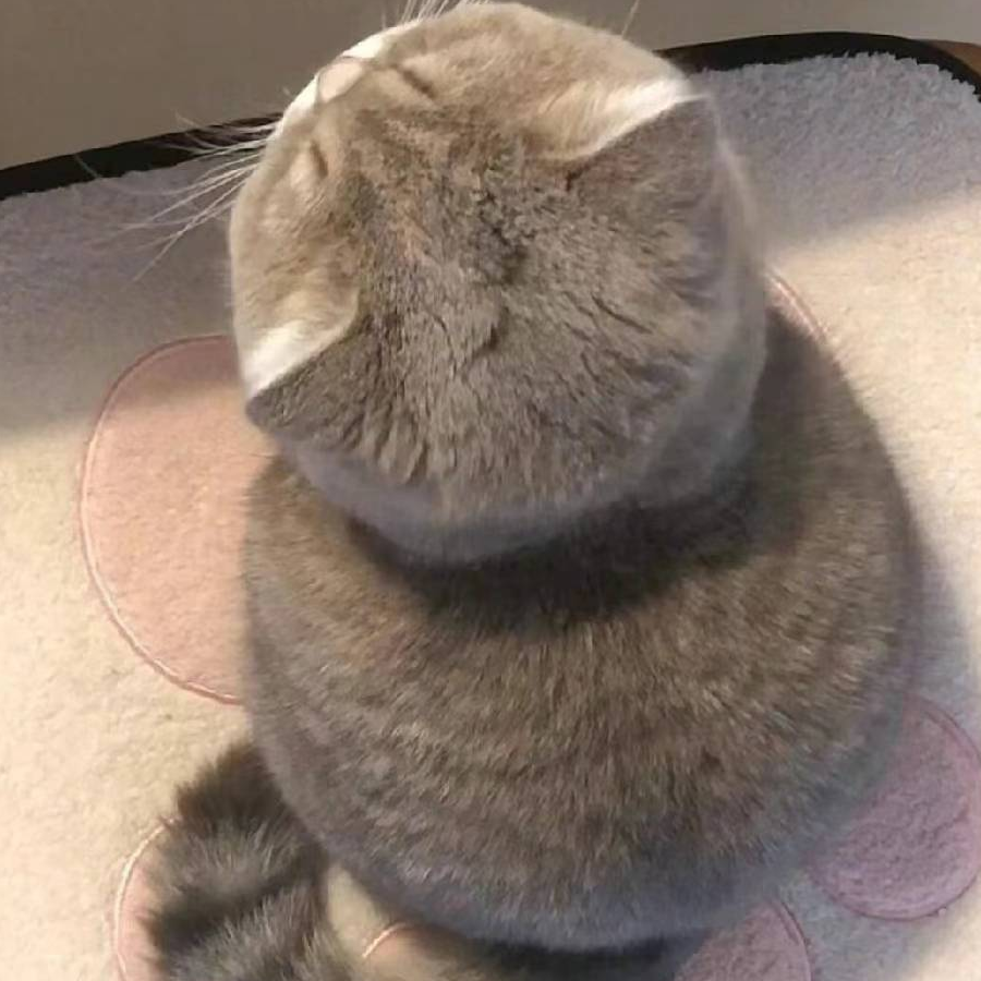 阿喵