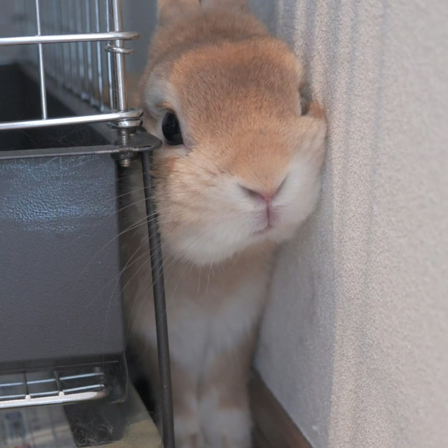 胖兔