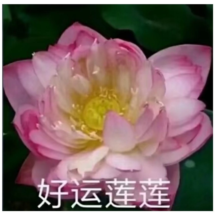 烤烧烤啊