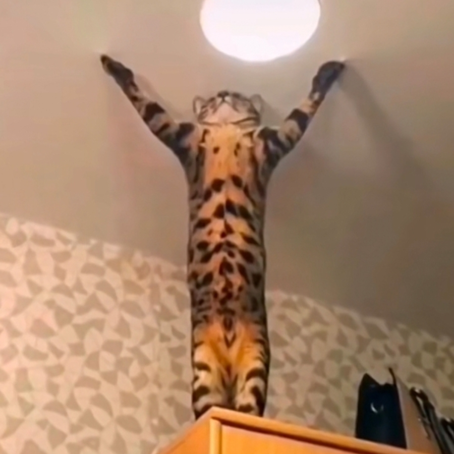 北冰杨( •̥́ ˍ •̀ू