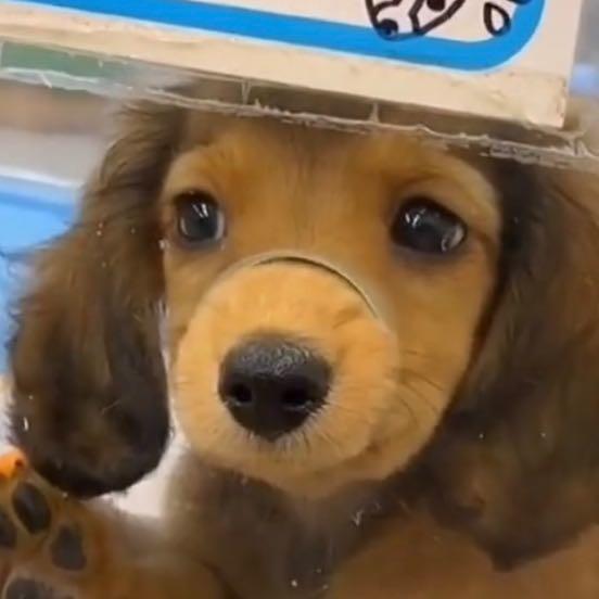 摆摆且77