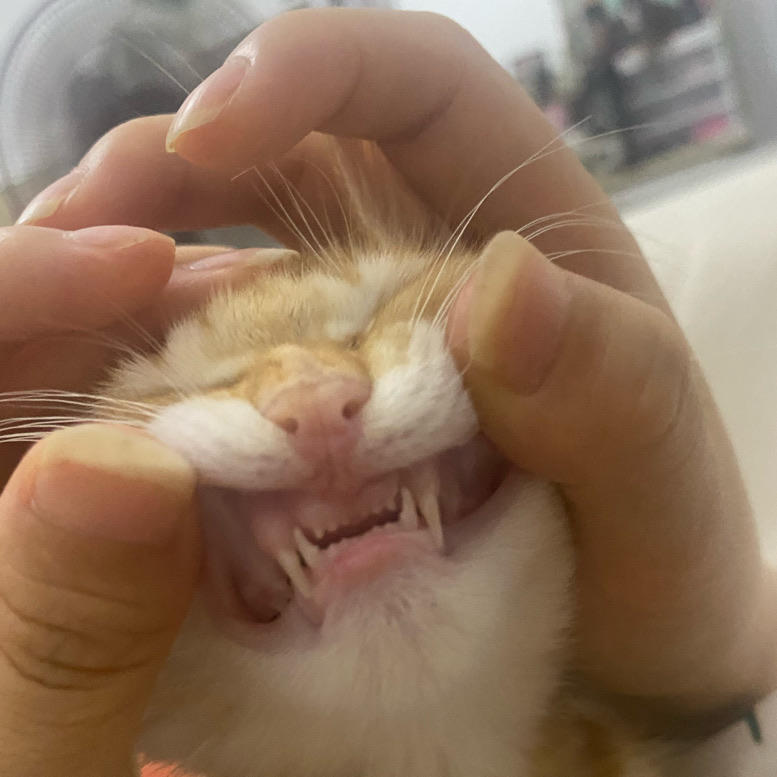 薯片