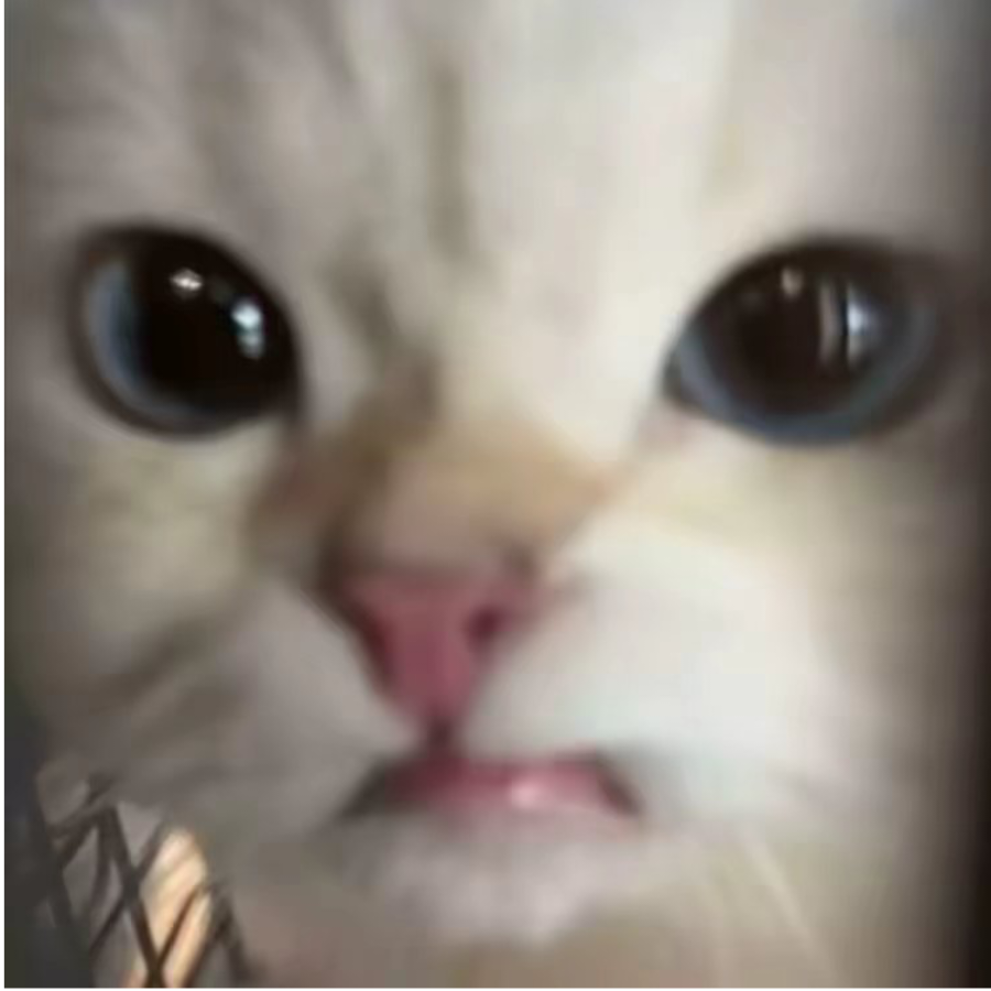 有私心