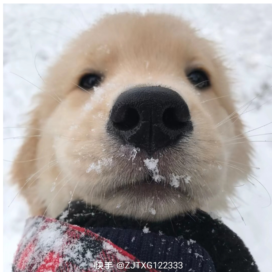 雄狮少年