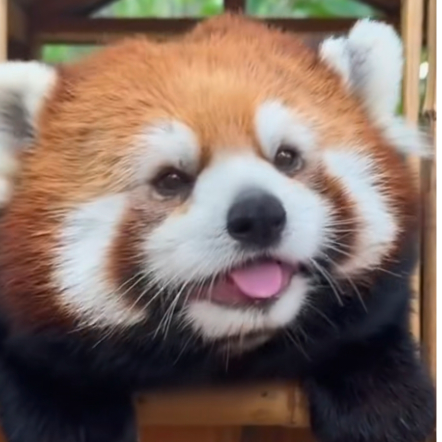 绿豆酥