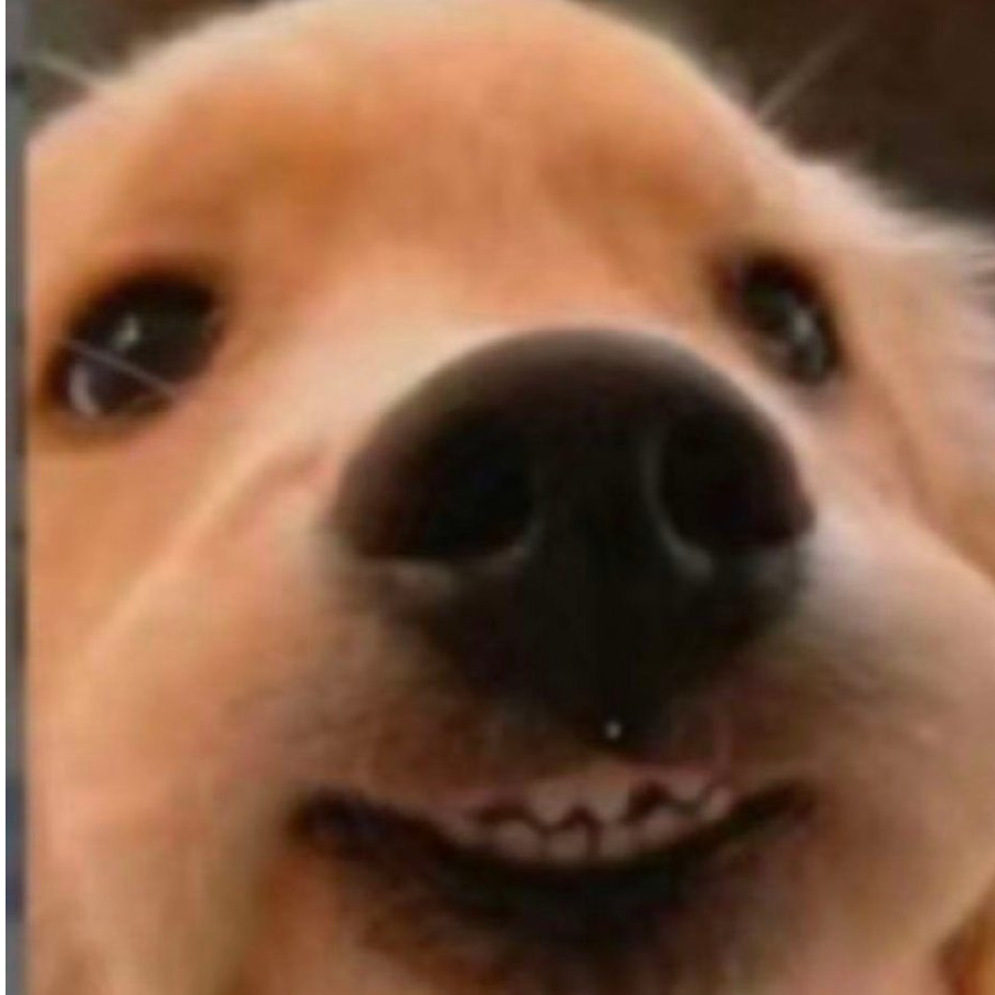 狗不理的企鹅