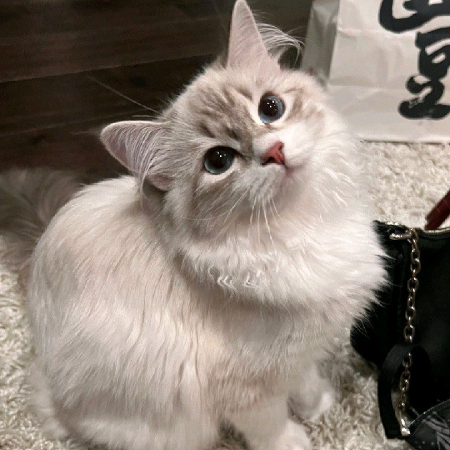 摆烂大王