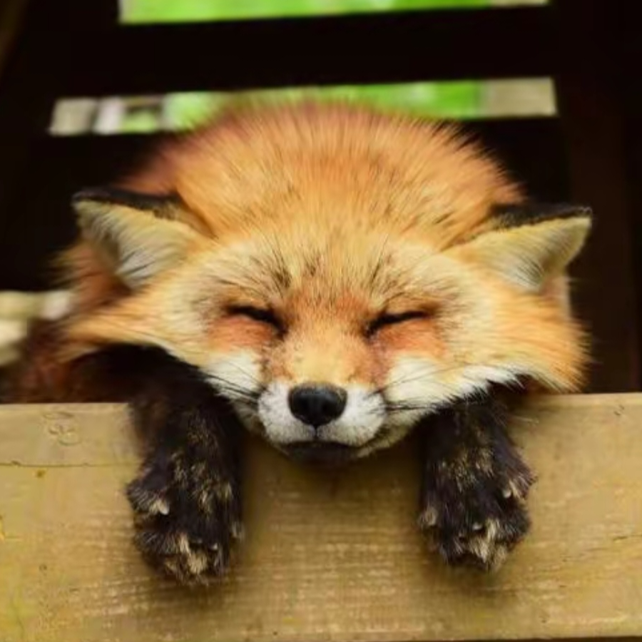 fox