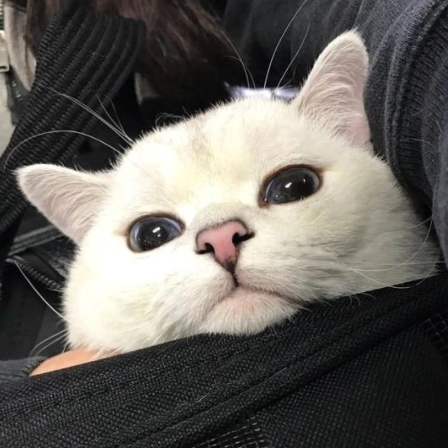 北柩
