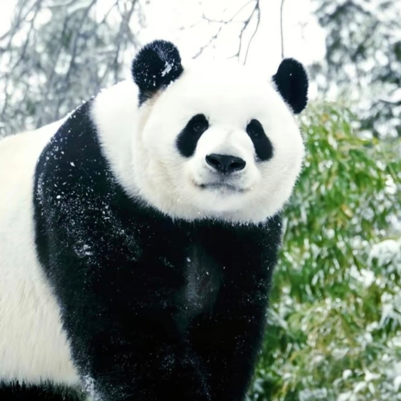 江白玉