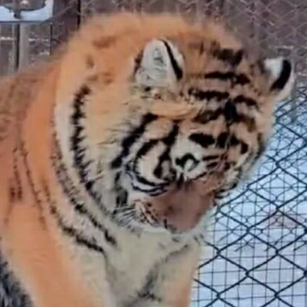 藤羽