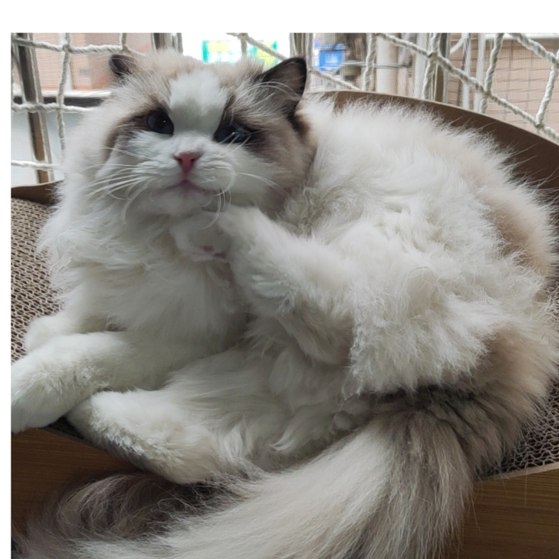 U牧羊人