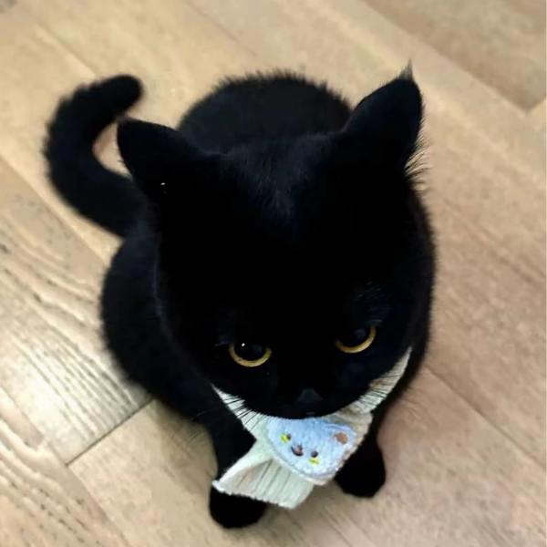 一团猫