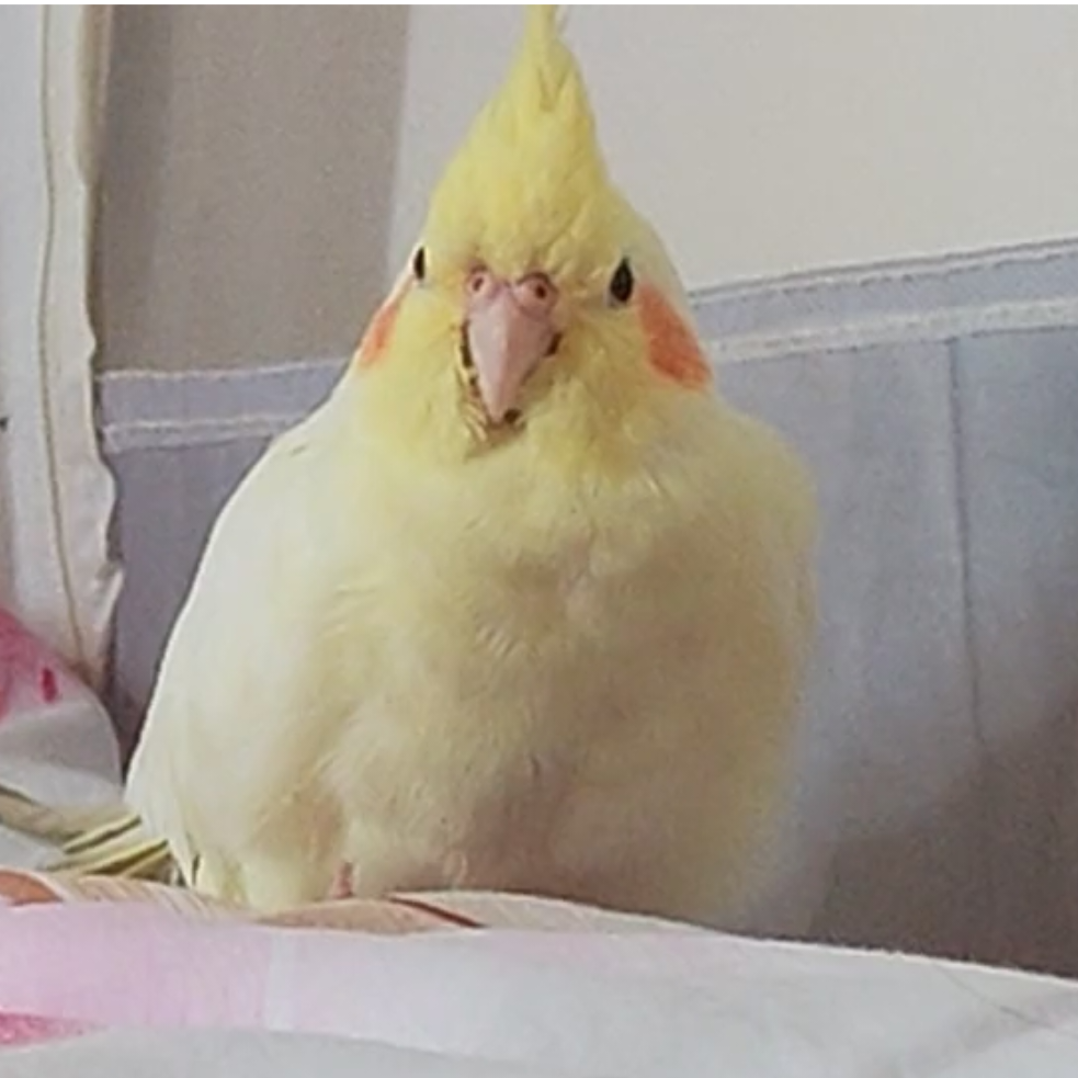 秋茗