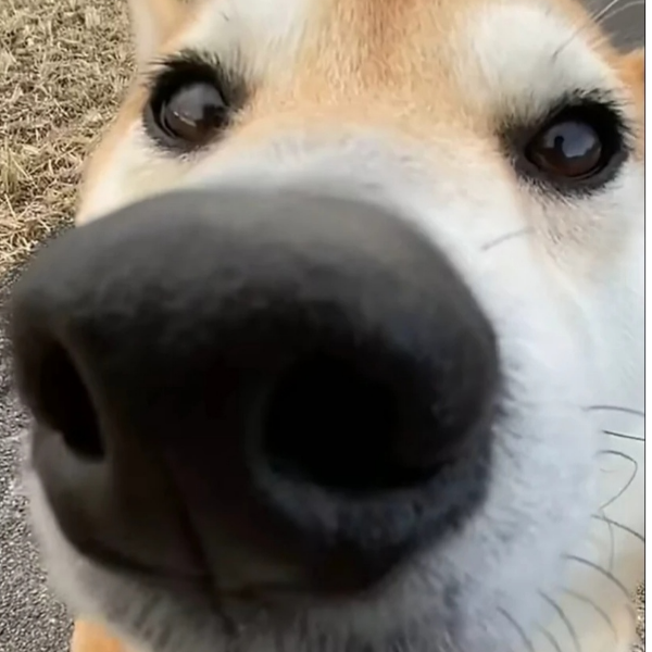 語儿