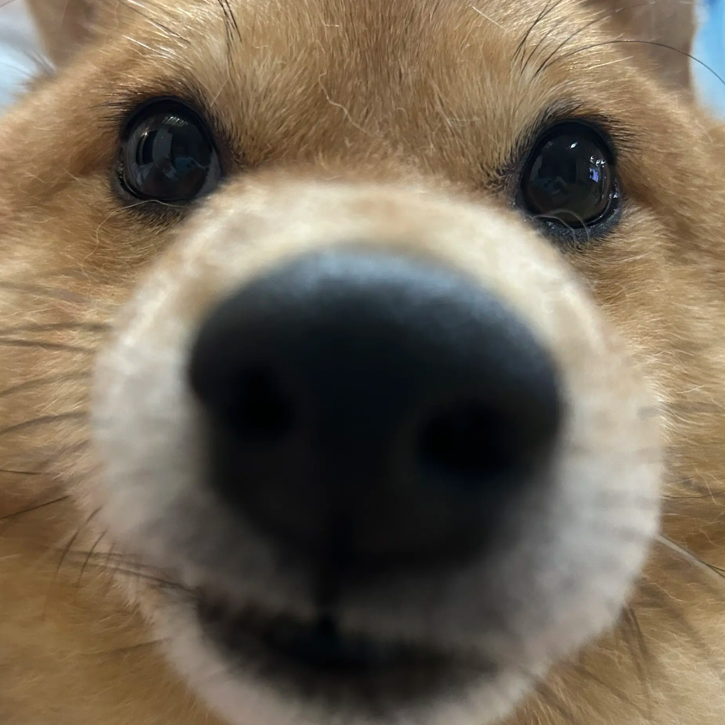 木头热风