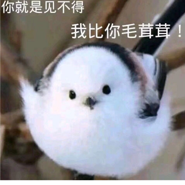 啾啾栖鸟过