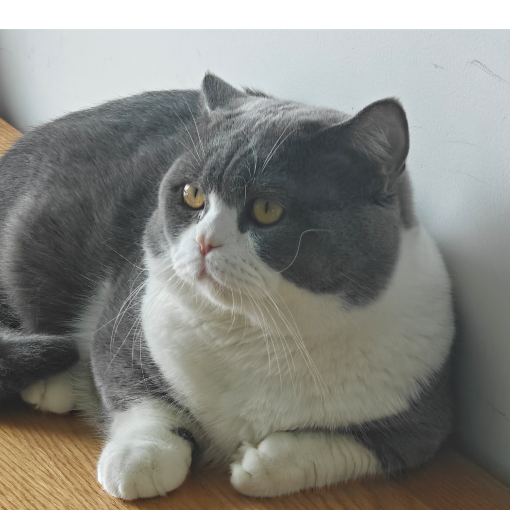 神魔的猫