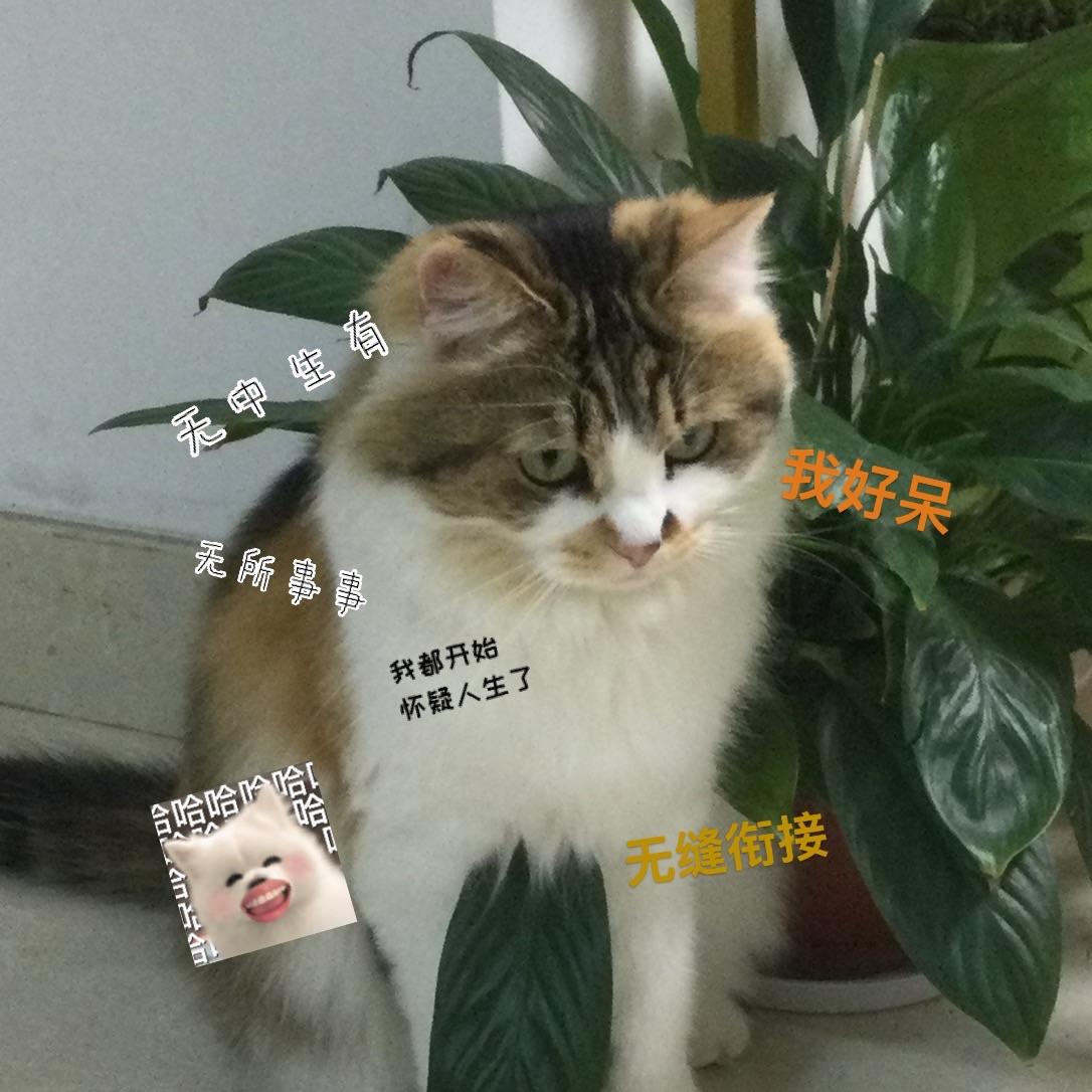 呀呀呀